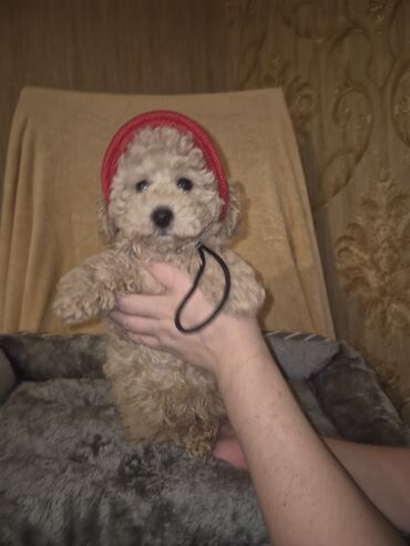 İtlər: Pudel, 2 ay, Erkek, Peyvəndli — 9