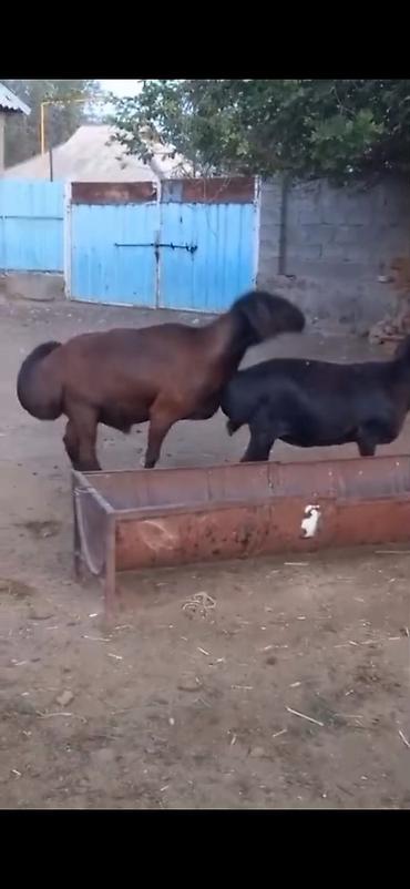 Qoyunlar, qoçlar: Cütü 450. AZN dişi boğazdır — 6