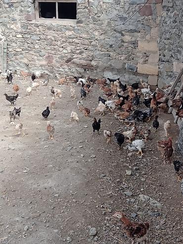 at satıx: Toyuq cücələri, Ətlik, Ünvandan götürmə — 1