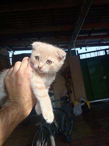iran coban iti: Şotland — 3