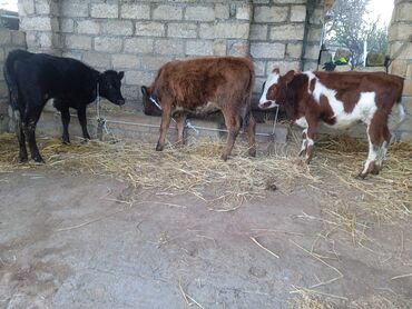 Коровы, быки: Теленок, Самец, месяцев: 3, 75 кг, Для разведения, Для мяса, Самовывоз, Платная доставка