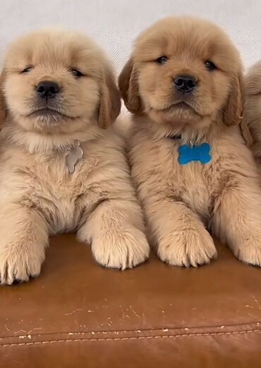 İtlər: Labrador-retriver, 1 ay, Erkek, Pulsuz çatdırılma — 2