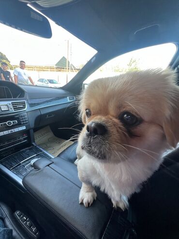 itle barter: Pekines, 11 ay, Dişi, Peyvəndli, Ünvandan götürmə