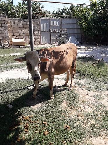 simmental inək cinsi: Simental tipli dişi buzov/qiça (qonur-açıq rəngli, ağ başlı). Orta — 3