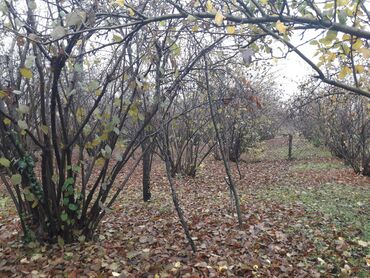 Həyət evləri və villaların satışı: 5 otaqlı, 150 kv. m, Kredit yoxdur, Orta təmir — 6