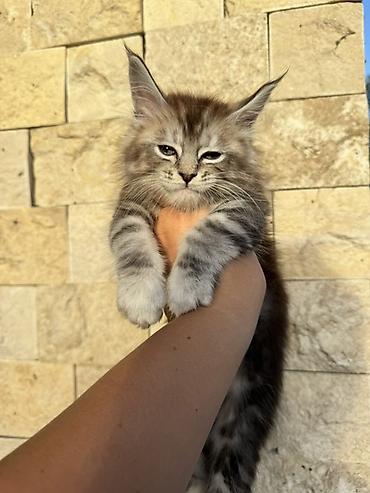 кошка породы мейн кун: Котёнок породы мейн-кун. Особенности: - Окрас: серебристый мрамор — 2