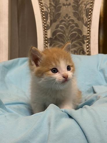 Продажа кошек: Лесная, 1 месяц, Мальчик, Рыжий — 4