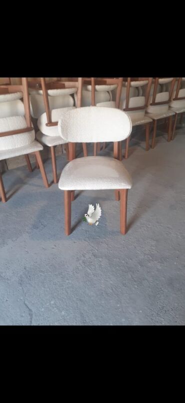 Otaq bitkiləri: Stul yeni rəng 🫟 seçimi var