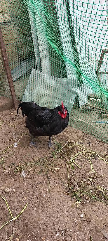 ag xoruz: Tam qara rəngli, iri qırmızı daraqlı xoruzlar. Australorp.9 ayliq.1 — 4