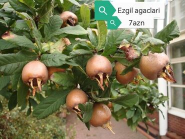 Şitillər: Məhsul: Bağ bitkiləri və meyvə fidanları seçimi - Hibiskus (Rose of — 15