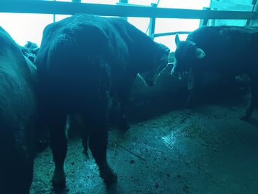 Коровы, быки: Продаю | Бык (самец) | На откорм | Привязанные — 11