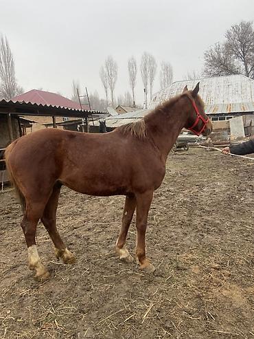 Лошади, кони: Продаю | Конь (самец) | Рабочий — 9