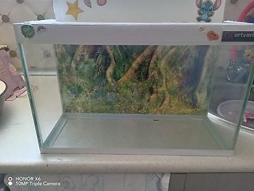 Akvariumlar: Şüşə akvarium Mənzərəli fonu var qiymət sondur - Şəffaf şüşədən — 8