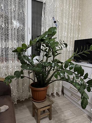 Комнатные растения: Комнатное растения Отличный вариант для тех, кто хочет крупное — 3