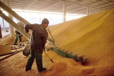 А/ч жаныбарлары үчүн тоюттар: Продаю кукурузу есть 200тон, влажность 12% храниться на складе по