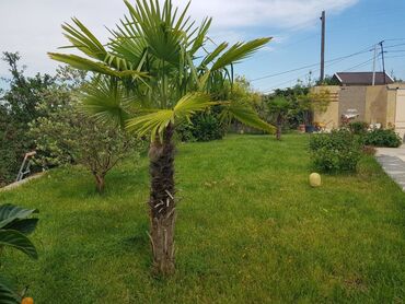 Həyət evləri və villaların satışı: 6 otaqlı, 350000 kv. m, Orta təmir — 20