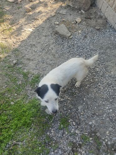 İtlər: Zvonok, 11 ay, Erkek, Peyvəndli -da lalafo.az — 9 İtlər: Zvonok, 11 ay, Erkek, Peyvəndli — 9