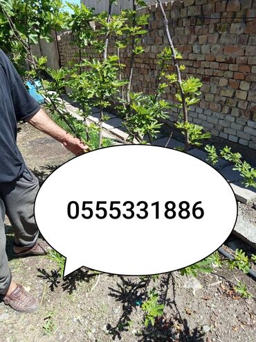 мандарины турция или где купить фрукты оптом: Саженцы инжира цен от 300 сом и выше. строго звоните по номеру на