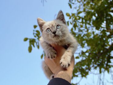 абиссинская кошка купить: Сиамская, 2 месяца, Мальчик, Метис, Приучена к лотку, Проглистована