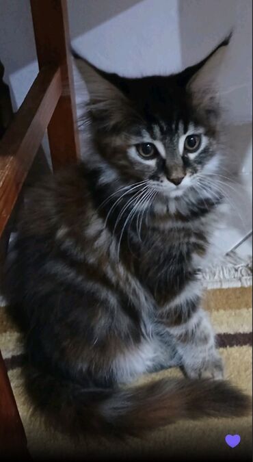 Mačke: Mace dugodlake – leglo prelepih mačića - Tip: kućne mačke dugodlake — 4
