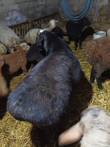 Qoyunlar, qoçlar: GİSAR QOCU. İKİ YAŞ YARİMLİQ. Diri çəkisi 93 kq.TAM SAQLAM. QOYUN — 4