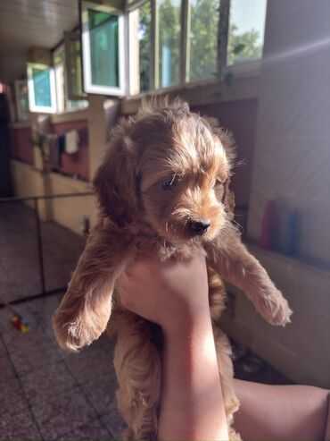 Maltipoo 1 ay 20 günlük şikolad rəngi dişi