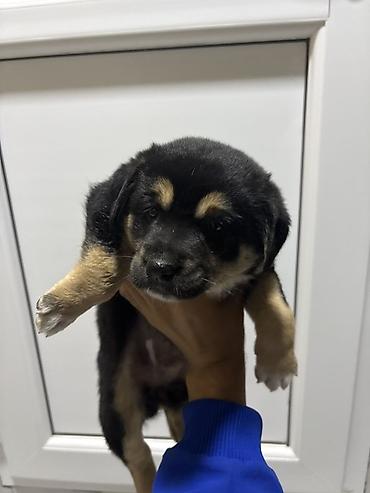 ucuz ev itleri: Labrador-retriver, 2 ay, Erkək, Peyvəndli, Ünvandan götürmə — 3