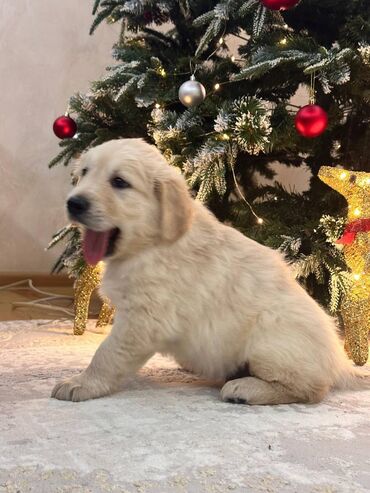 İtlər: Retriever, 2 ay — 3