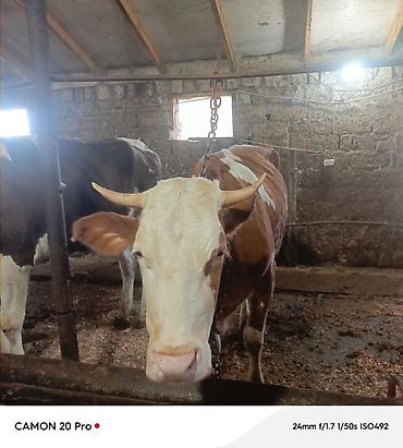 heyvan satisi: Simmental duye satilir. 3 aydı dogub. Boyuk Heyvan deyil . Hal hazirda — 4