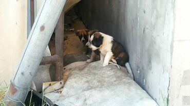 приют собак в бишкеке: Срочно ищем дом щенкам+