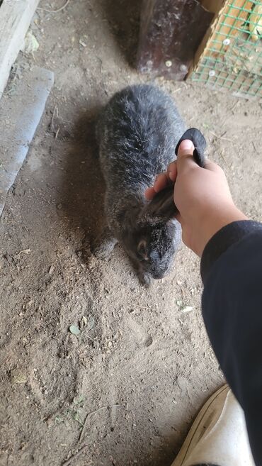 товары для животных: Продаю | Кролик самец, Крольчата | На забой