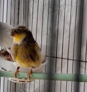 значок хары бюльбюль купить: Bulbul kanareyka.disi