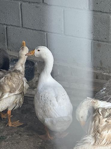 акита ино: Срочно Продаются оптом домашние гуси и индюки 🦃🪿 Продаются здоровые — 8