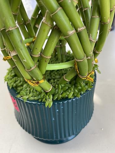 Бамбук: Декоративный «бамбук счастья» (Dracaena sanderiana) в дизайнерском — 3