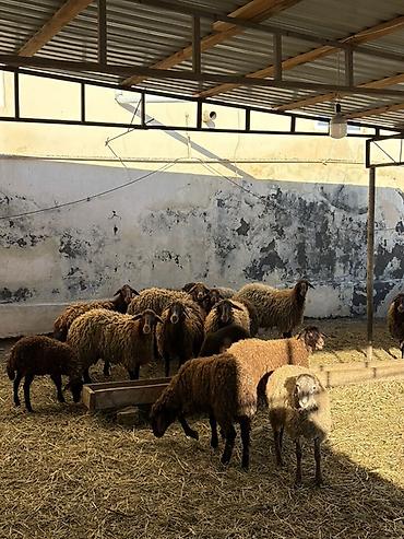 Qoyunlar, qoçlar: Razilaşma yoluilə — 6