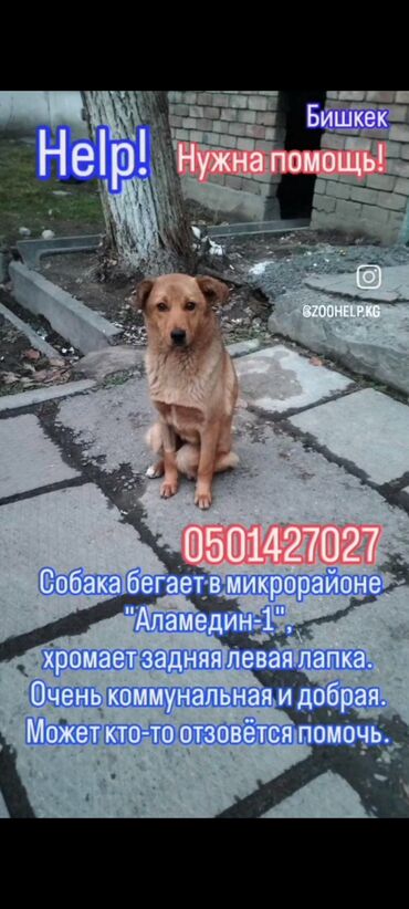 Отдам даром собаку: ‼️‼️‼️срочно нужен любящий хозяин номера телефонов указаны на фото at lalafo.kg — 1 Отдам даром собаку: ‼️‼️‼️срочно нужен любящий хозяин номера телефонов указаны на фото — 1