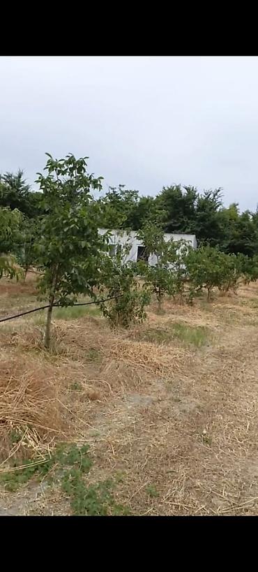səkidə torpaq: - Çıxarışı var. Kənd təsərrüfatı təyinatlı torpaqdır. - 1.27 hektar — 10