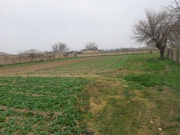 tecili satilan ucuz evler mastaga: 20 sot, Tikinti, Maklerlər narahat etməsin, Bələdiyyə