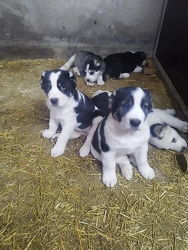 Продажа собак: Шикарные Щенки САО . Среднеазиатской Овчарки ХОРОШИХ БОЙЦОВСКИХ — 4