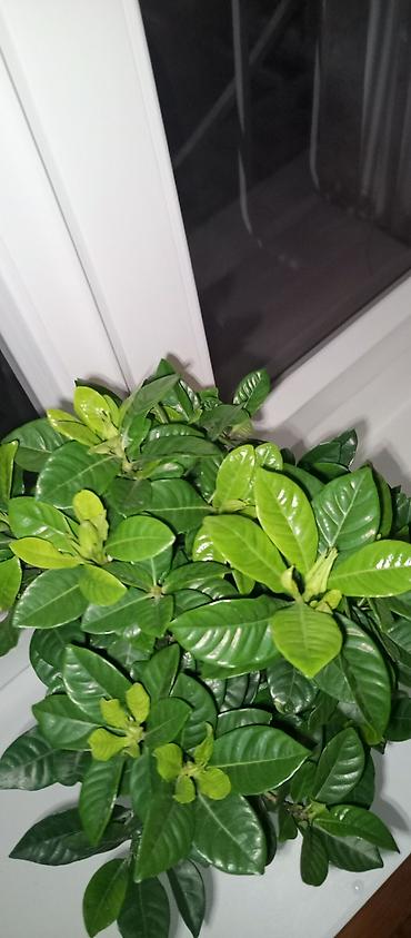 хойи: Гардения жасминовидная (Gardenia jasminoides) в горшке. - Компактный — 3