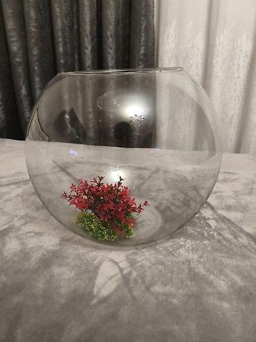 продажа аквариумных рыбок: Круглый аквариум, Пустой, 20 л, Самовывоз — 3
