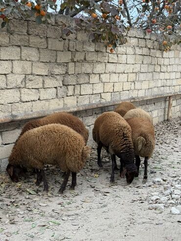 Qoyunlar, qoçlar: Erkək, Qala, il: 1, 65 kq, Damazlıq, Ünvandan götürmə — 4