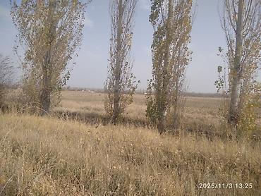 Тополь: Тополя для озеленения/живой изгороди - Порода: тополь (пирамидальный — 9