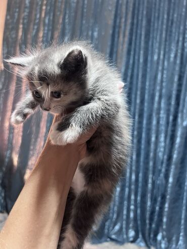 скоттиш страйт шотландская прямоухая кошка: Предлагается к приобретению очаровательный котенок дымчато-серого