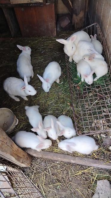 dovşa: Ağ rəngli dovşanlar – təsərrüfat üçün çoxsaylı baş - Cins: ağ — 1