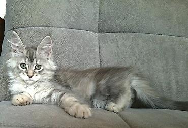 йоркширский терьер бишкек: Мейн-кун котёнок, серебристый мрамор (silver tabby) с эффектным — 6
