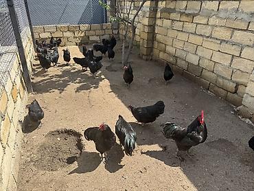 qara avstralorp: Toyuq, Australorp, Damazlıq, Ünvandan götürmə — 1