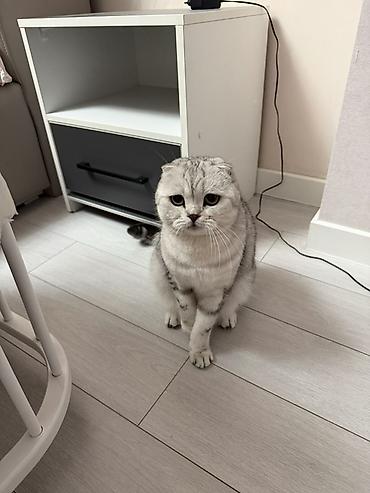 Кошки: Шотландец !!! Чистый привитый с паспортом !! — 1