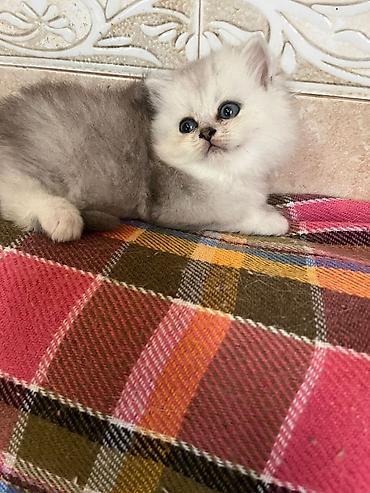 Heyvanlar: Yaxşı əllərə — 8