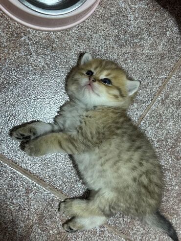 Pişiklər: Britan — 2